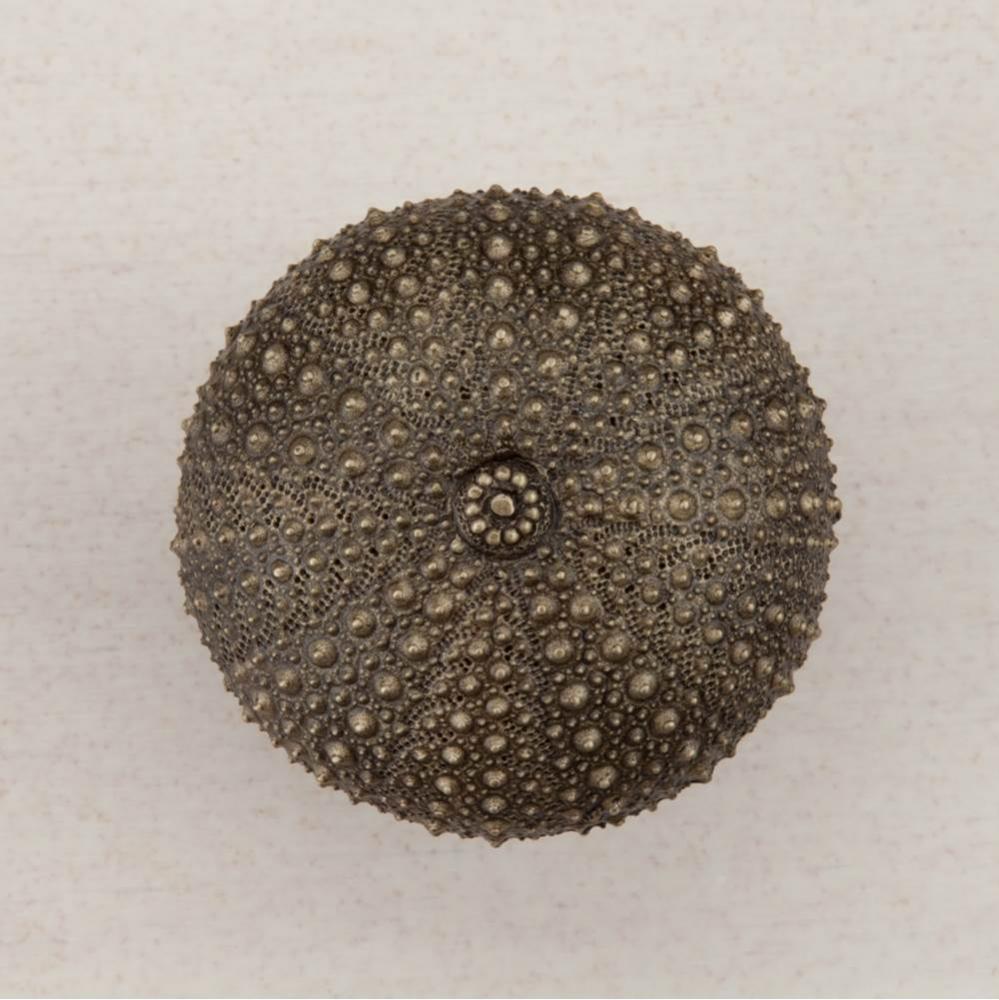 SEA URCHIN 1-1/2 X 1-1/2''