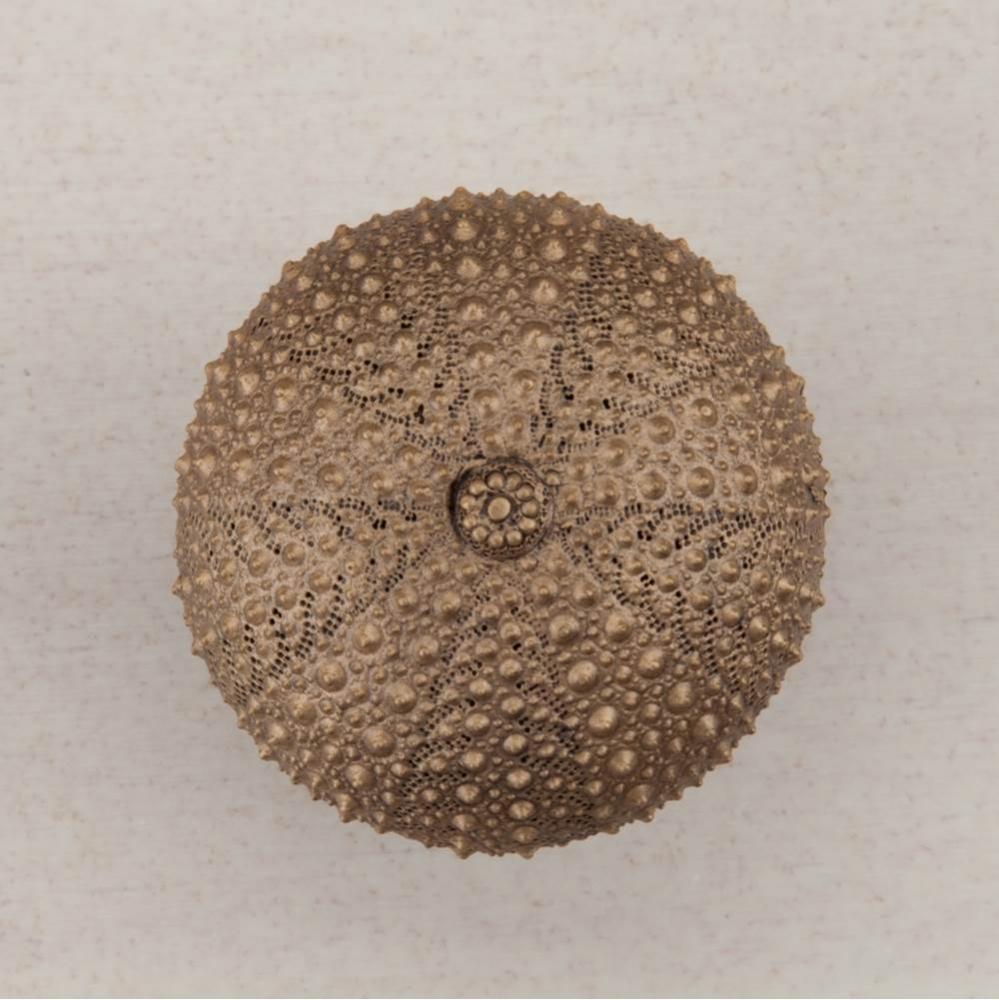 SEA URCHIN 1-1/2 X 1-1/2''