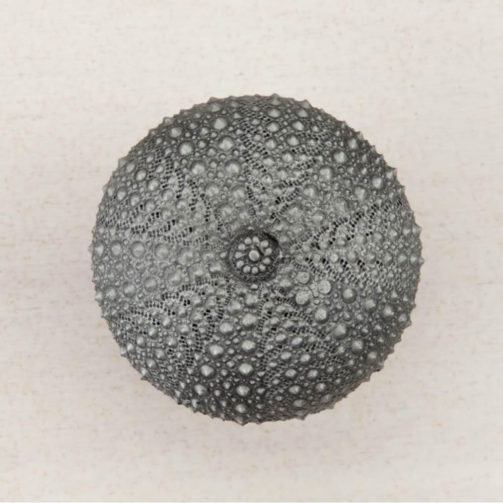 SEA URCHIN 1-1/2 X 1-1/2''