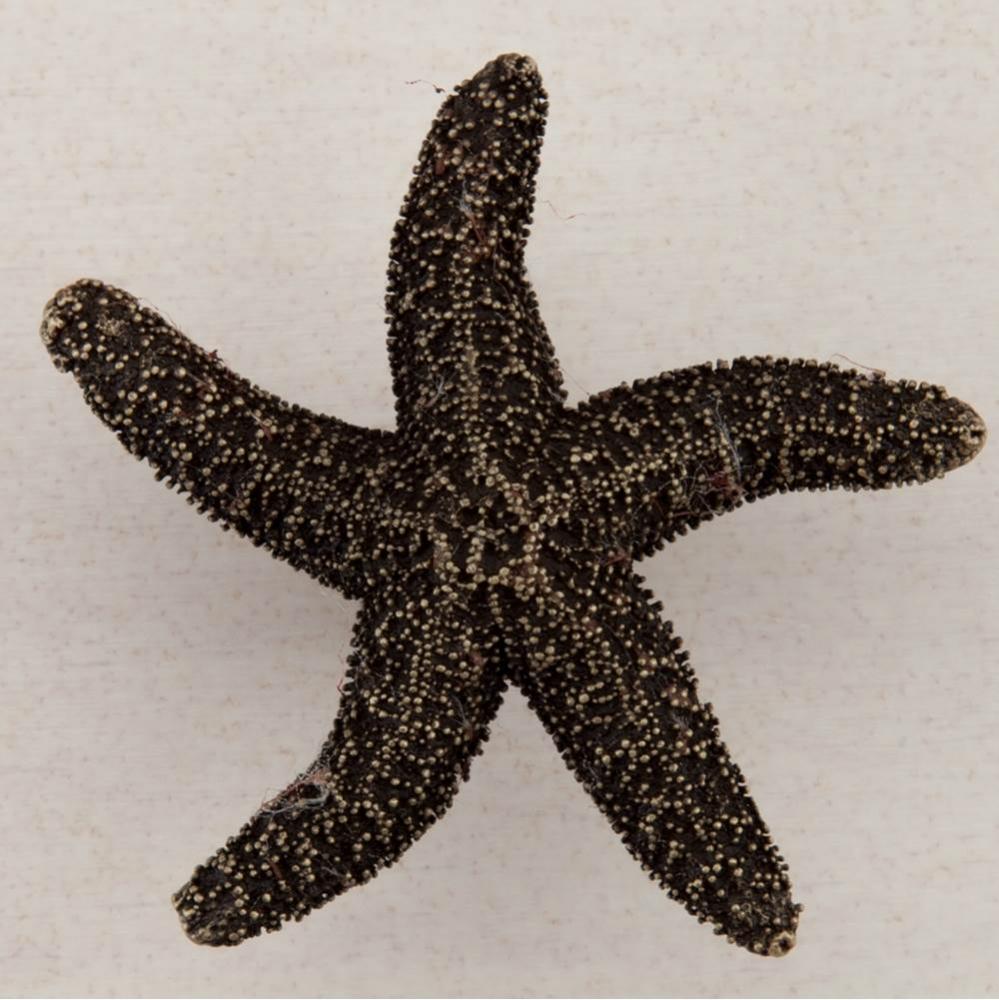 NATURAL STARFISH 2-1/4'' X 2-1/4''