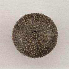 Acorn Manufacturing DP7AP - SEA URCHIN 1-1/2 X 1-1/2''