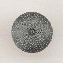 Acorn Manufacturing DP7PP - SEA URCHIN 1-1/2 X 1-1/2''
