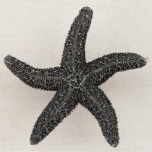 Acorn Manufacturing DPKPP - NATURAL STARFISH 2-1/4'' X 2-1/4''